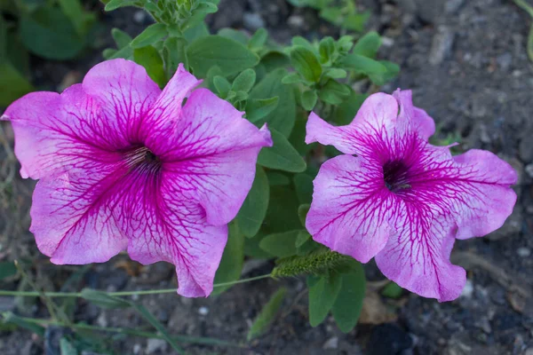 Lindas Flores Púrpura Petúnia Parque — Fotografia de Stock