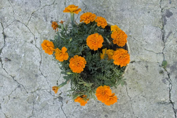 非常に美しい菊 休日の黄色の芽 暑い夏の天気 — ストック写真