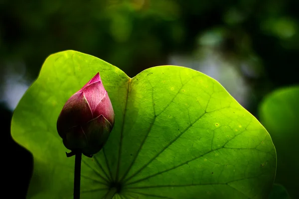 Lotus und Blatt — Stockfoto