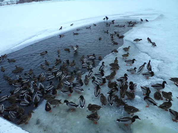 エカテリンブルク 多くの野生のアヒルが市内の池で冬に残っています — ストック写真