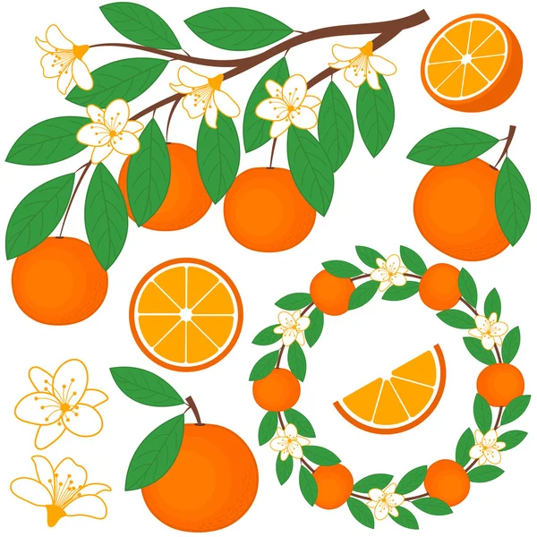 Векторний набір апельсинів — стоковий вектор