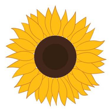 Beyaz Arkaplanda İzole Ayçiçeği Vektörü
