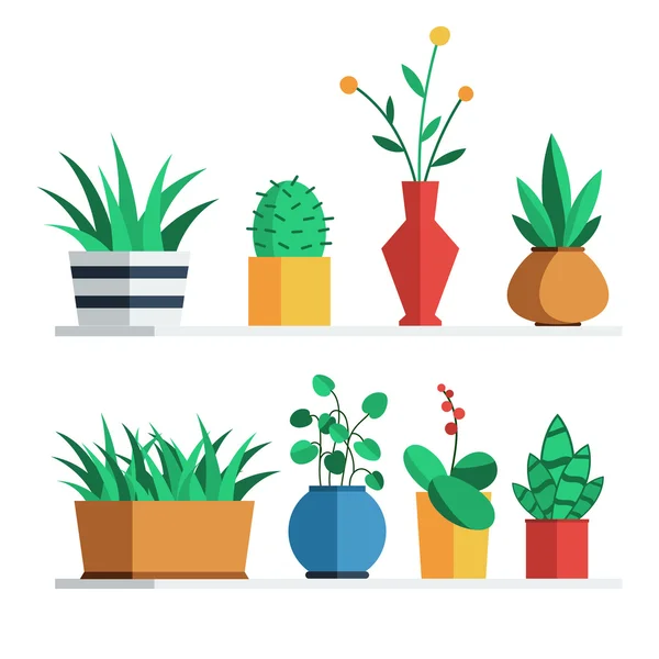 House bitkiler ve çiçekler