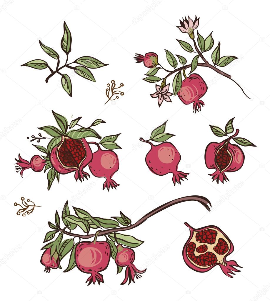 Vector pomegranate