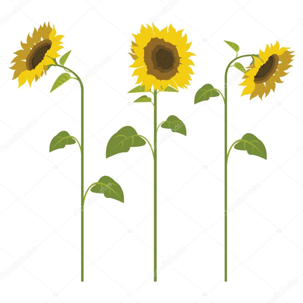 Funny vector sunflower