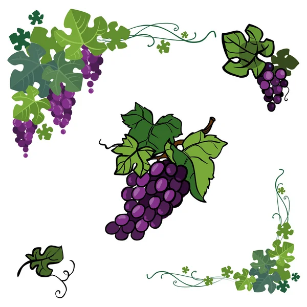 Vector icon set color grape  isolated on white background. — Stock Vector