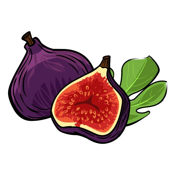 Fig vectorielle fond isolé — Image vectorielle