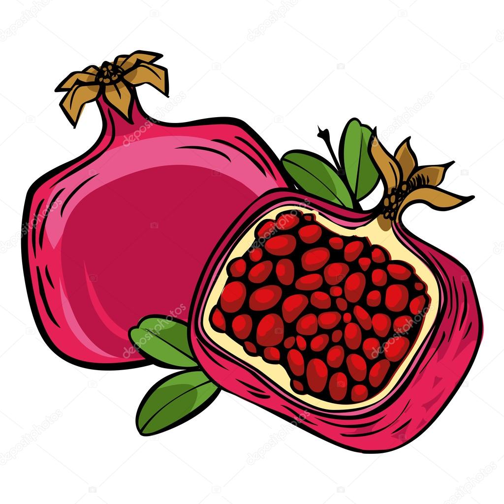 Vector pomegranate