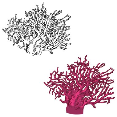 Vektör simgesi ile mercan seti
