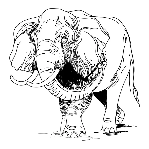 Vector illustration of engraving elephant on white background — Stock Vector