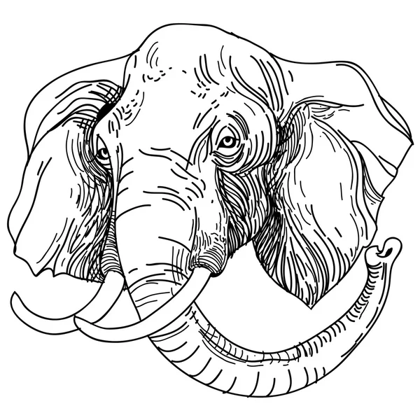 Векторная иллюстрация гравировки слона на белом фоне — стоковый вектор