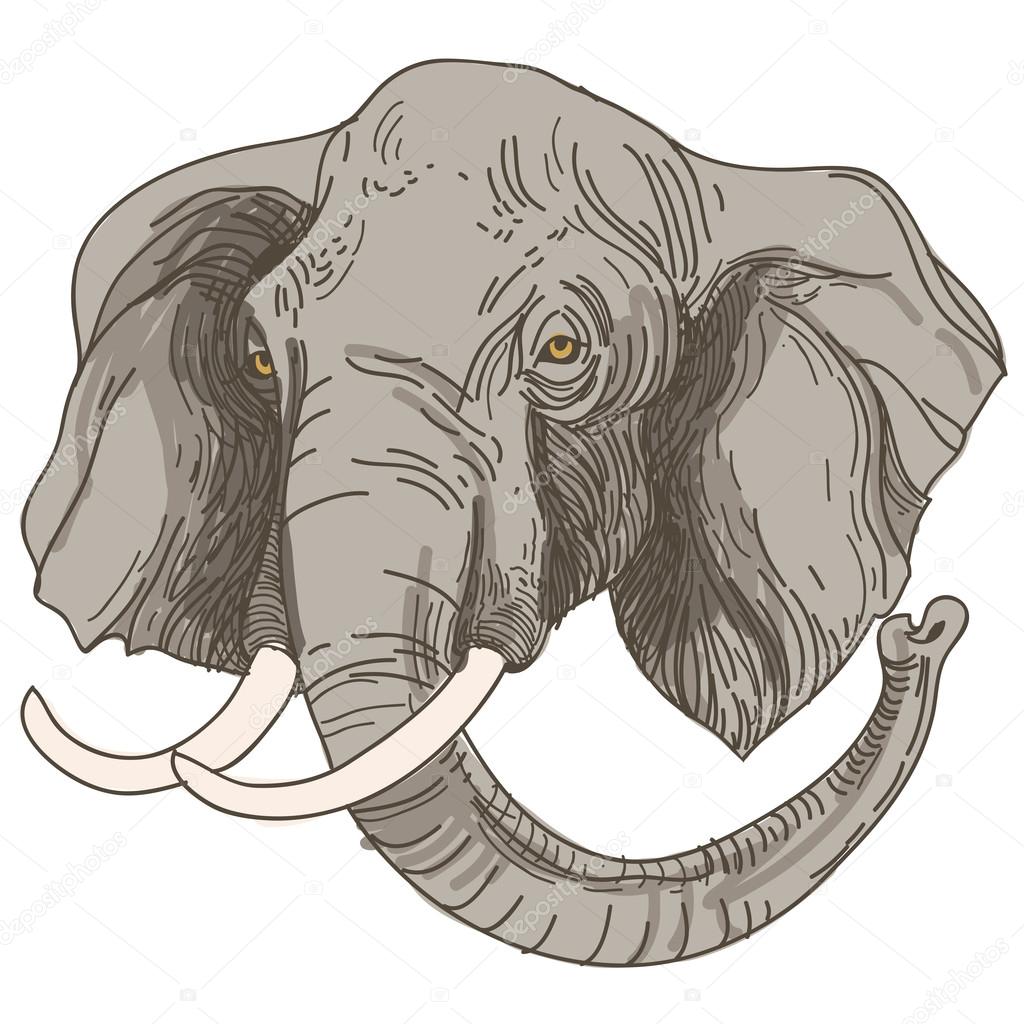 vector illustration of engraving elephants head on white backgro