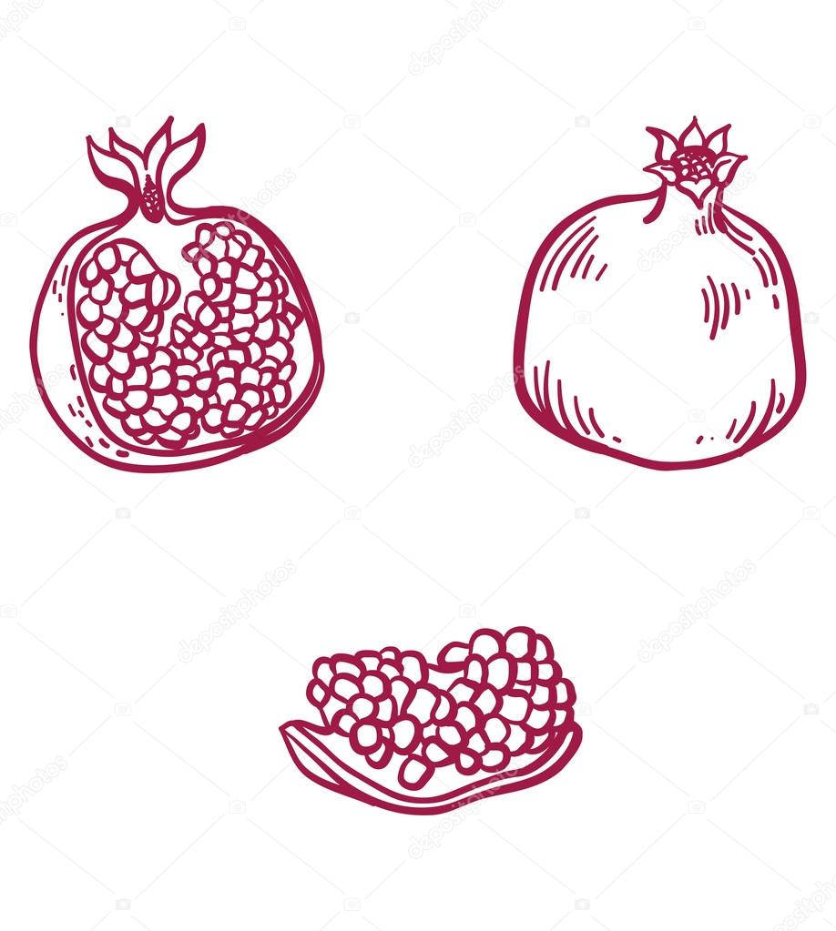 Vector pomegranate