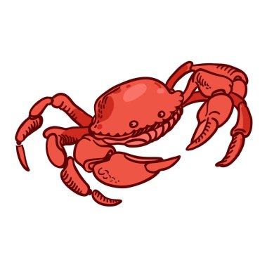 Detailed hand drawing Crab. Vector clipart
