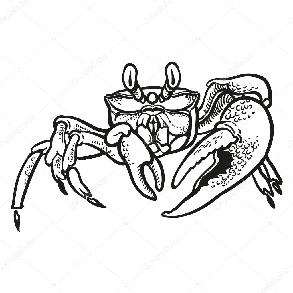 Detailed hand drawing Crab. Vector