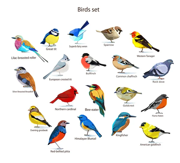 big set birds