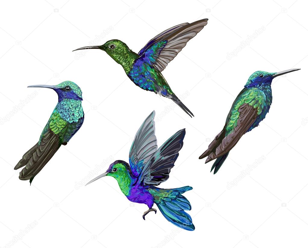 Ensemble Doiseaux Oiseaux Mouches Colibri Image