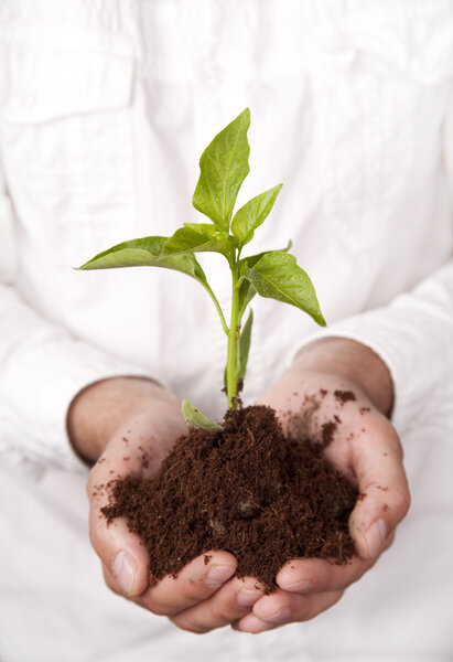 Hands holding plant sprouting from the soil