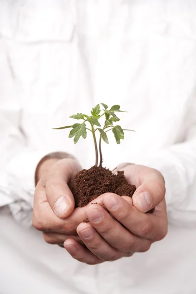 Mãos segurando planta brotando do solo — Fotografia de Stock