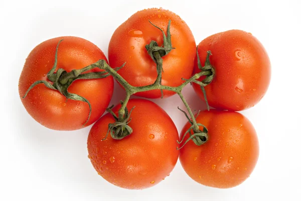 El primer plano sobre los tomates en la rama — Foto de Stock