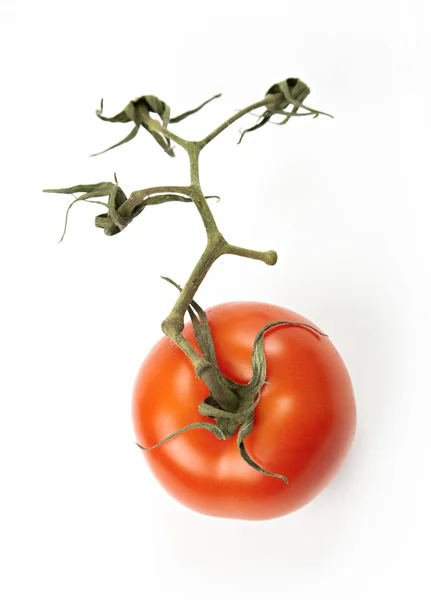 Close-up on tomatoes on branch — Stock Photo, Image