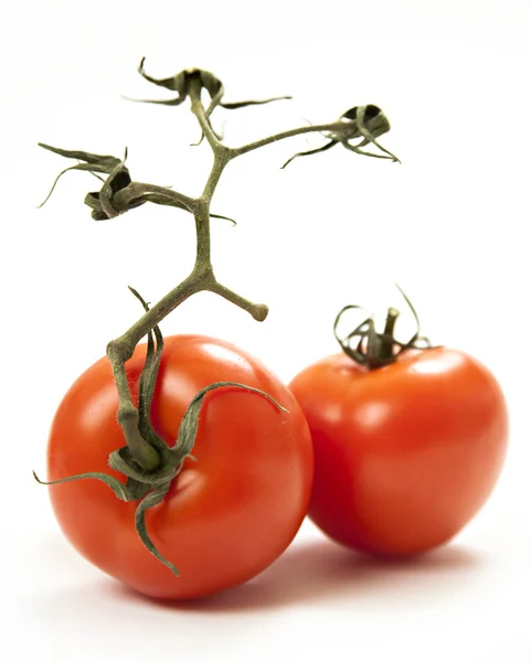 El primer plano sobre los tomates en la rama — Foto de Stock