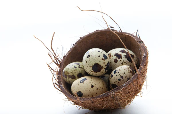 Quail eggs in coconut nest — Stock Photo, Image