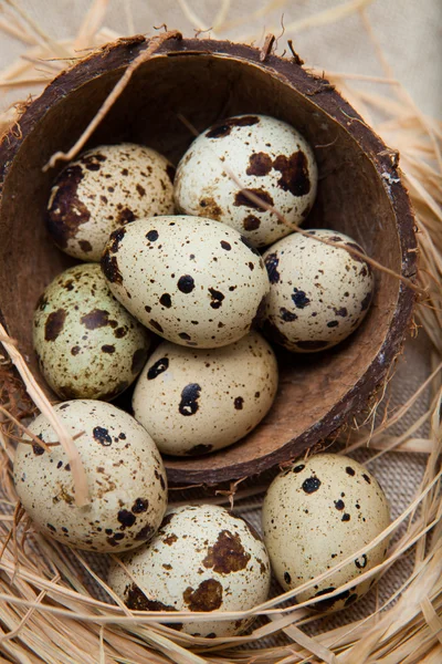 Quail eggs in coconut nest — Stock Photo, Image