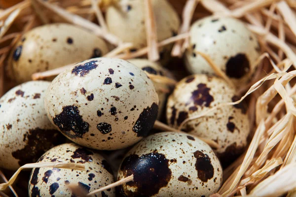 Quail eggs in  straw nest — Stock Photo, Image