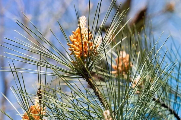 Tannenzweige Frühling Voller Blüte — Stockfoto