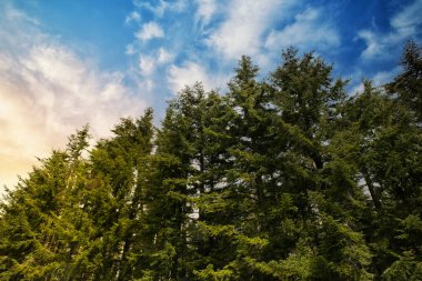 Toskana Garfagnana 'da gün batımında orman