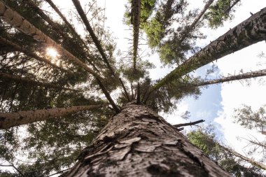 bir orman içinde dikey köknar gövdeleri