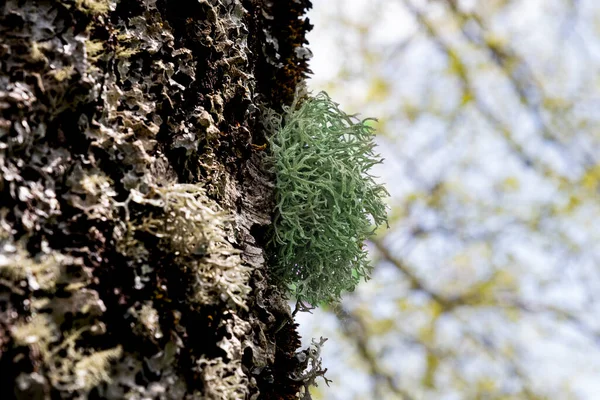 Close Clump Moss Attached Tree — Stock Photo, Image