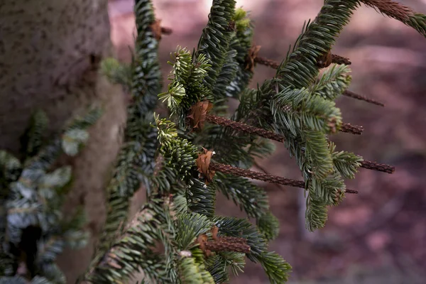 Tannenzweig Wald — Stockfoto