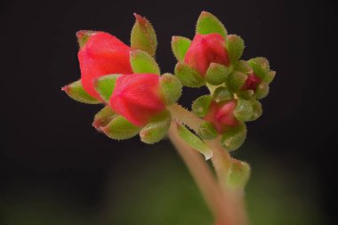Lezzetli bir bitkinin kırmızı çiçekleri