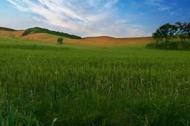 Tuscan Montaione 'daki buğday tepeleri gün doğumunda