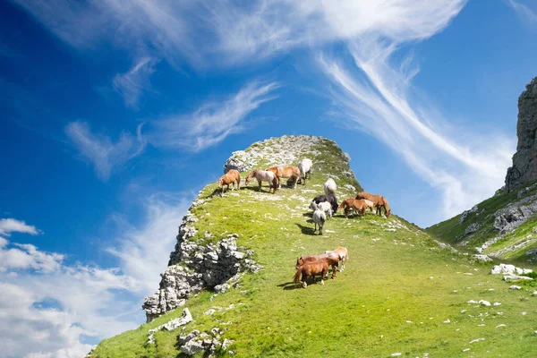 Hegyvidéki Táj Néhány Lovak Vadonban Abruzzo Olasz — Stock Fotó