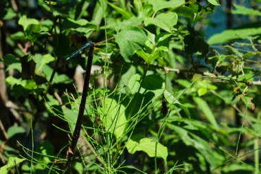 Mavi alibellula çalıların üzerine tünemiş