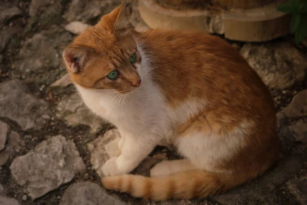 Маленький Червоно Білий Кіт Смарагдовими Зеленими Очима — стокове фото