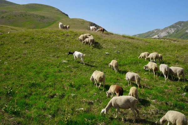 group of sheep and goats grazing in the campo imperatore abruzzo