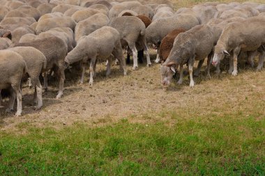 İmparator Abruzzo tarlasında otlayan bir grup koyun.