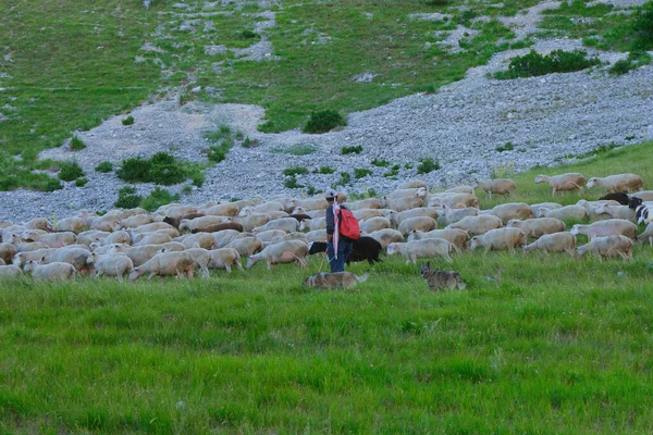 Herder Leidt Zijn Schapen Naar Weide Abruzzo — Stockfoto