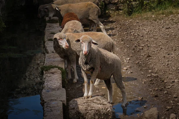 Fehér Juhok Oltják Szomjúságukat Campo Imperatore Abruzzo — Stock Fotó