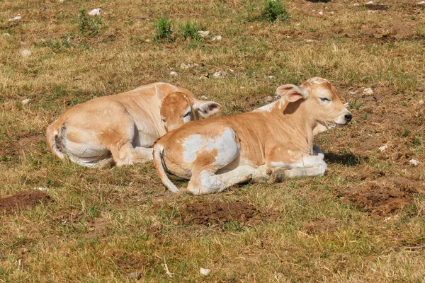 Kis Borjak Pihentető Farindola Abruzzo — Stock Fotó