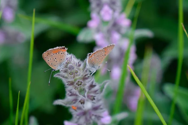 Zwei Schmetterlinge Auf Lila Bergwildblumen — Stockfoto