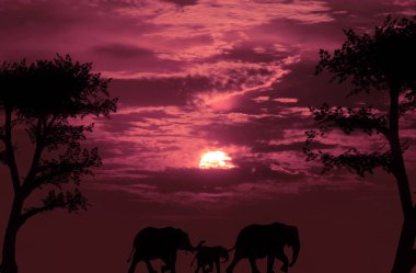 Günbatımı gökyüzünde fil ailesi