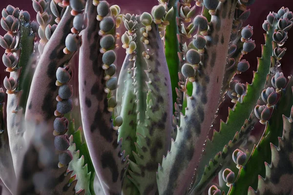 Planta Verde Kalanchoe Con Descendencia Las Hojas —  Fotos de Stock