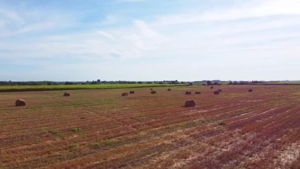 Aero drone volo sul campo di grano con balle di paglia di mattoni — Video Stock