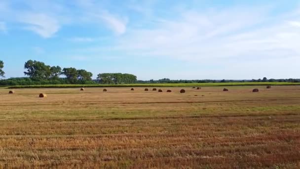 Aero drone flight over wheat field with rick straw bales — Stock Video