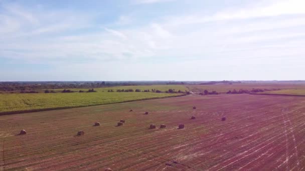 Aero drone πτήση πάνω από το χωράφι με το σιτάρι με Rick μπάλες άχυρο — Αρχείο Βίντεο